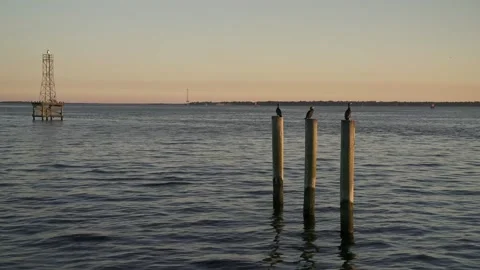 Birds Atop Marina Posts at Sunset in Charleston Stock Footage 152535992