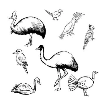 Birds of australia. Vector  illustration. Stockillustratie