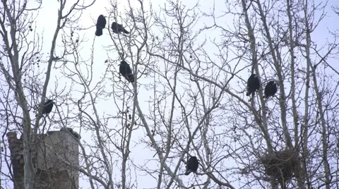Birds In The Autumn Tree 스톡 동영상 50827566