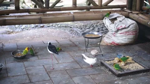 Birds Aviary Stock Footage 229822126