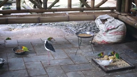 Birds Aviary Stock Footage 229822136