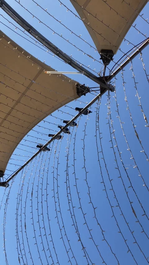Birds on the Awning (Vertical) Stock Footage 295210283