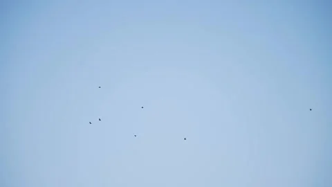 Birds on the background of the blue sky. Video stock 347366584