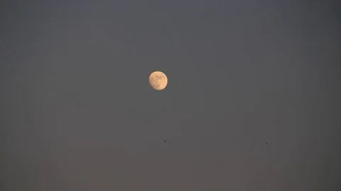 Birds on the background of the lunar sky Stock Footage 72980923