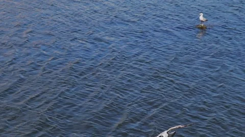 Birds on the background of the river. Stock Footage 131402461