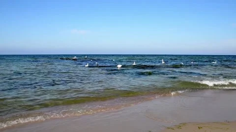Birds on the Baltic sea Vidéo 48660678