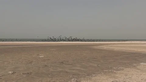 Birds  at the Banc of Arguin, Mauritania Stock-Footage 148076787