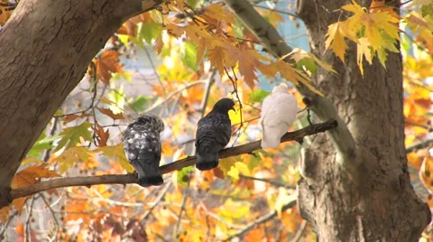 Birds on bare branch Stock-Footage 1016251