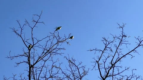 Birds on the bare branches of a tree. Video stock 311661923