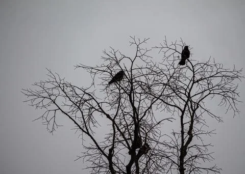 Birds on bare tree branches in gray sky Stock Photos