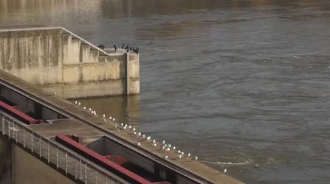 Birds on Barrage Stock Footage 50882533