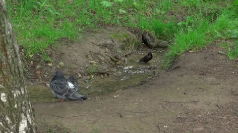 Birds bathe Stock Footage 242496950