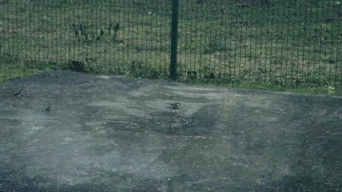 Birds bathe in a puddle in the rain Vidéo 127360920