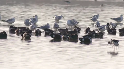 Birds Bathing  Stock Footage 1216694