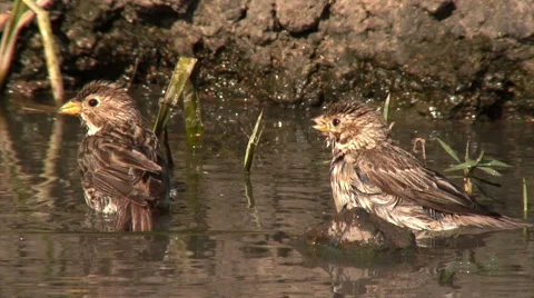 Birds bathing in a puddle - Corn bunting (Miliaria calandra) Stock Footage 49126326