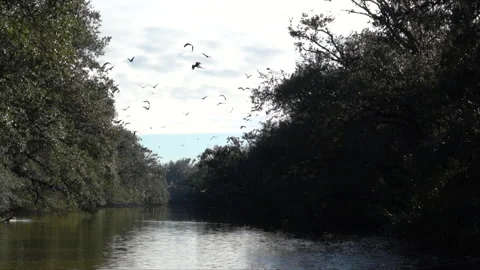 Birds on the Bayou Stock Footage 230259754