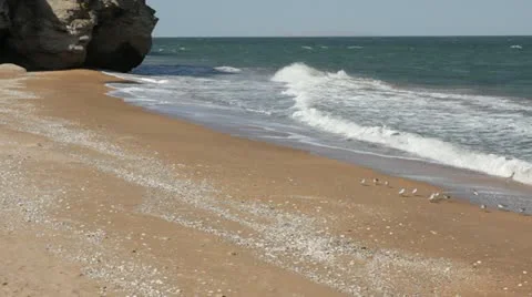 Birds on the beach are looking for the worms. Stock Footage 18196246