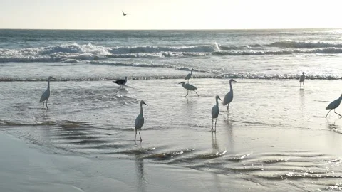 Birds on a beach in Bodega Bay, CA, 4K Stock Footage 267648109
