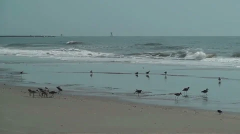 Birds on the beach during low tide Stock Footage 35828019