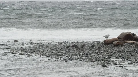 Birds on beach during a storm with waves crashing Stock Footage 122360266