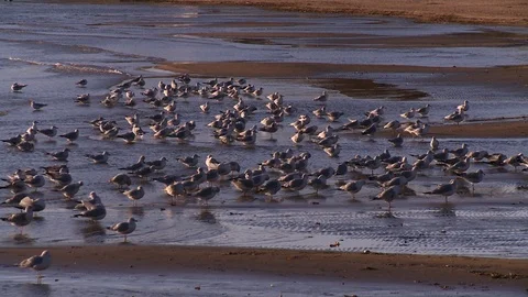 Birds On Beach Dusk Video stock 113529709