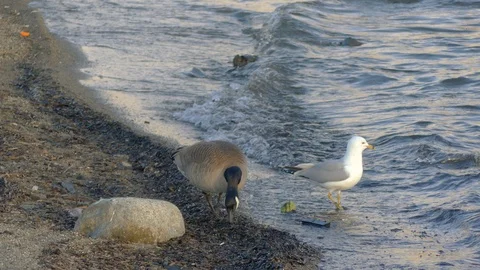 Birds on the beach eating Stock Footage 111885016