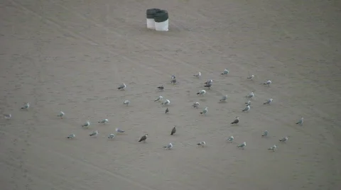 Birds on beach Stock Footage 457175