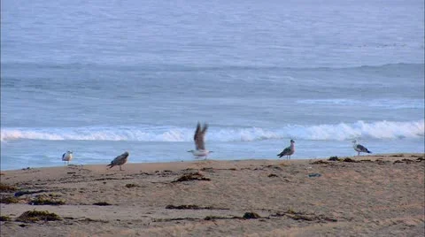 Birds on the Beach Stock-Footage 21248920
