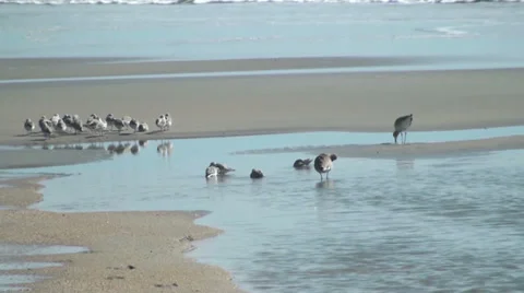 Birds on the beach Stock Footage 32753232