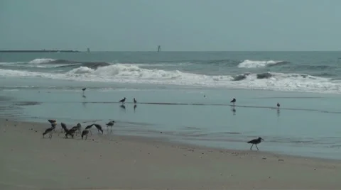 Birds on the beach Stock Footage 35828080