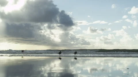 Birds at the beach Stock Footage 42007965