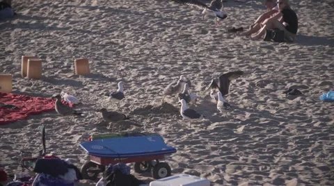 Birds on the Beach Vidéo 42519921