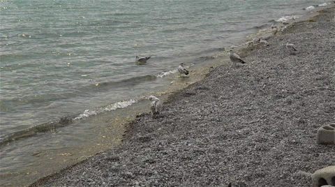 Birds on the beach Stock Footage 44527548