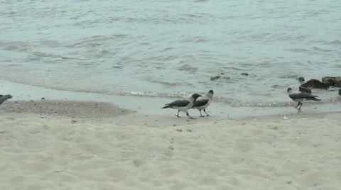 Birds on the beach. Stock Footage 52068308