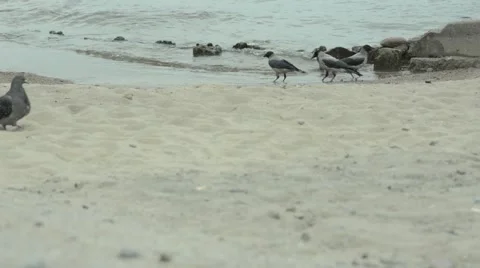Birds on the beach. Stock Footage 52068383