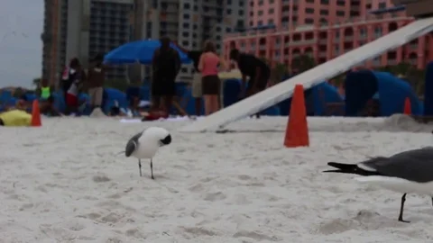 Birds on beach Stock-Footage 69225470