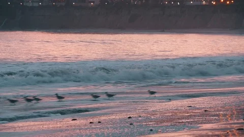 Birds At The Beach Stock Footage 71942894