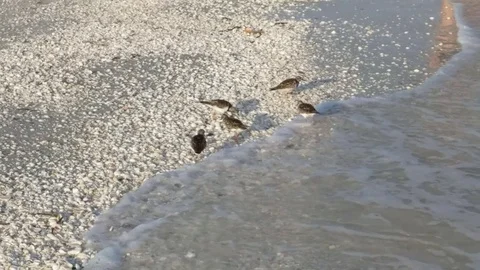 Birds on the beach Stock Footage 79603647