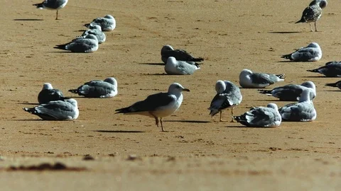 Birds at the beach Stock Footage 85556085