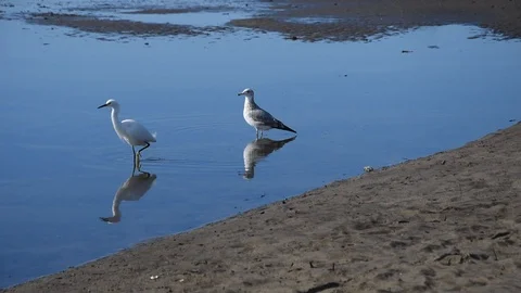 Birds on the beach Stock Footage 100848049