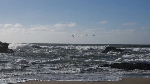 Birds on the beach Stock Footage 101521404