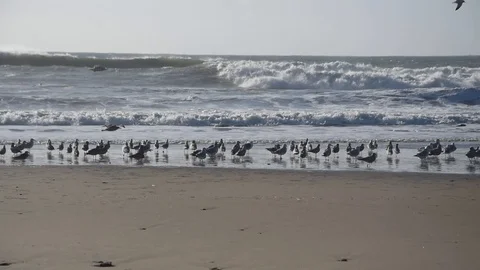 Birds on the beach Stock Footage 101523108