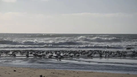 Birds on the beach Stock Footage 101528145