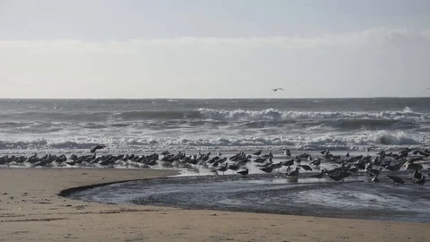 Birds on the beach Stock Footage 101530587