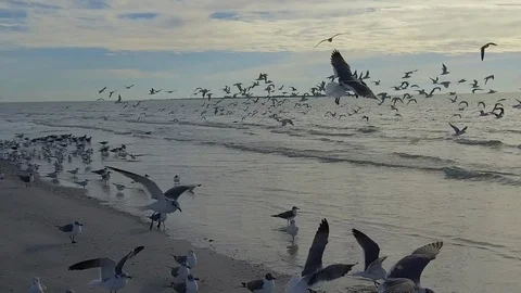 Birds on the beach Stock Footage 102235633