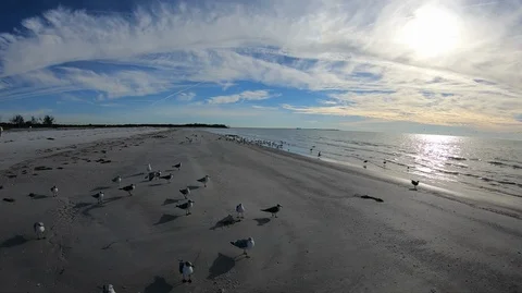 Birds on the beach Stock Footage 102239197