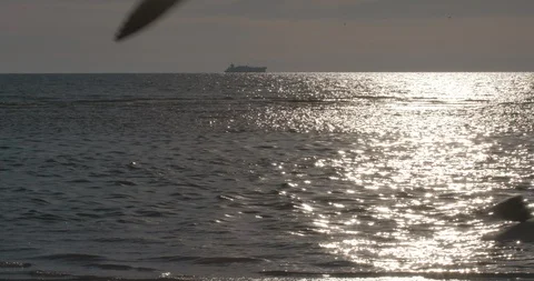 Birds on the beach Stock Footage 102239890
