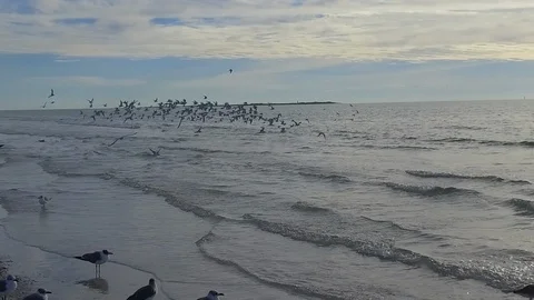 Birds on the beach Stock Footage 102241517