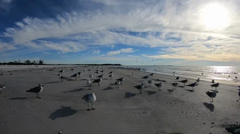 Birds on the beach Stock Footage 102242628