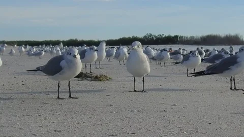 Birds on the beach Stock Footage 102259710